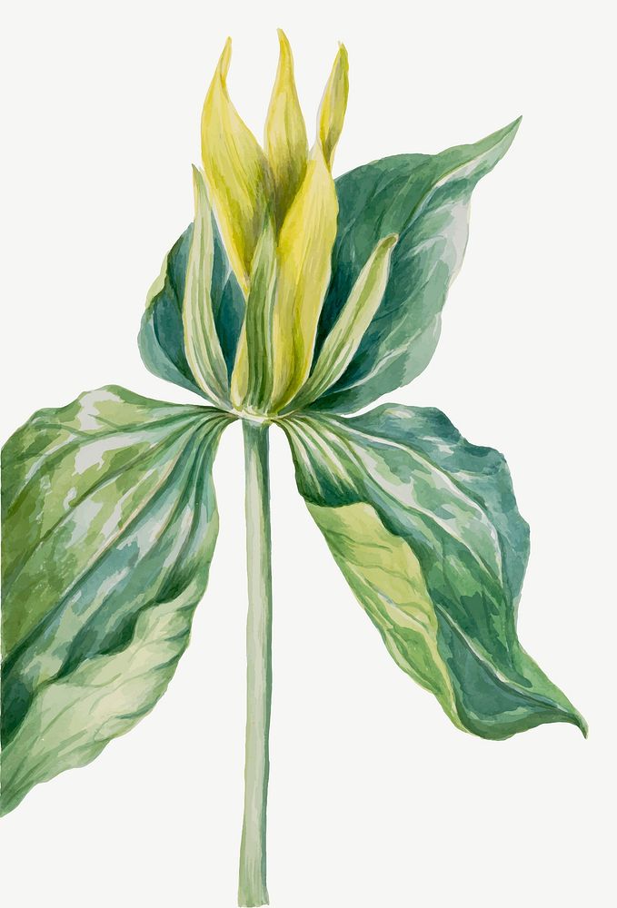Blooming wake robin vector hand drawn botanical illustration, remixed from the artworks by Mary Vaux Walcott