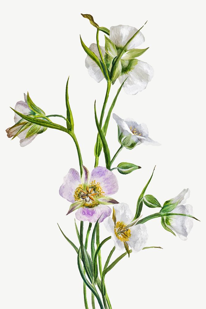 Straggling Mariposa lilies vector illustration, remixed from the artworks by Mary Vaux Walcott
