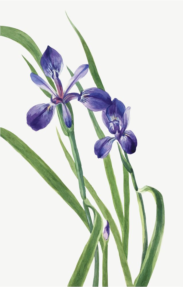Iris vector flower botanical vintage illustration, remixed from the artworks by Mary Vaux Walcott