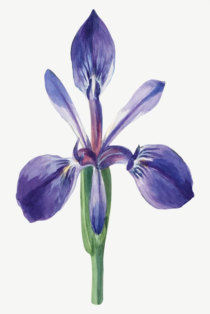 Vintage Iris flower vector illustration floral drawing, remixed from the artworks by Mary Vaux Walcott