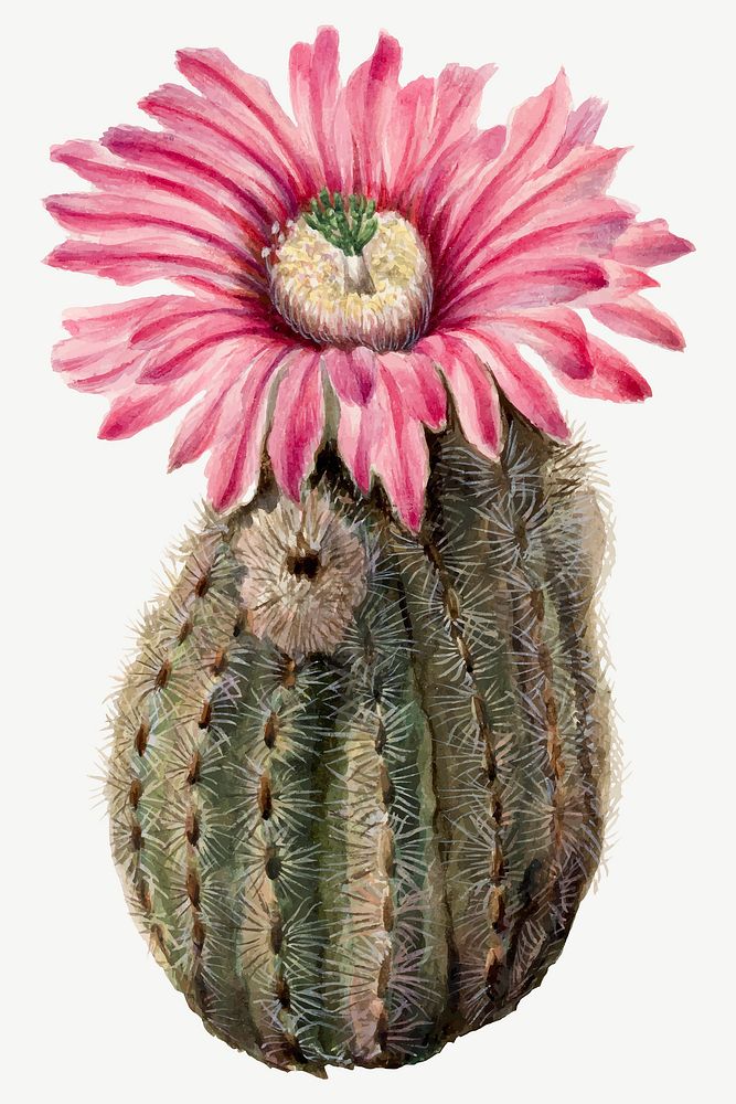Turkeyhead cactus flower vector botanical illustration, remixed from the artworks by Mary Vaux Walcott