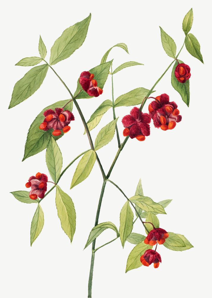 Vintage hand drawn Strawberry Bush vector, remixed from the artworks by Mary Vaux Walcott