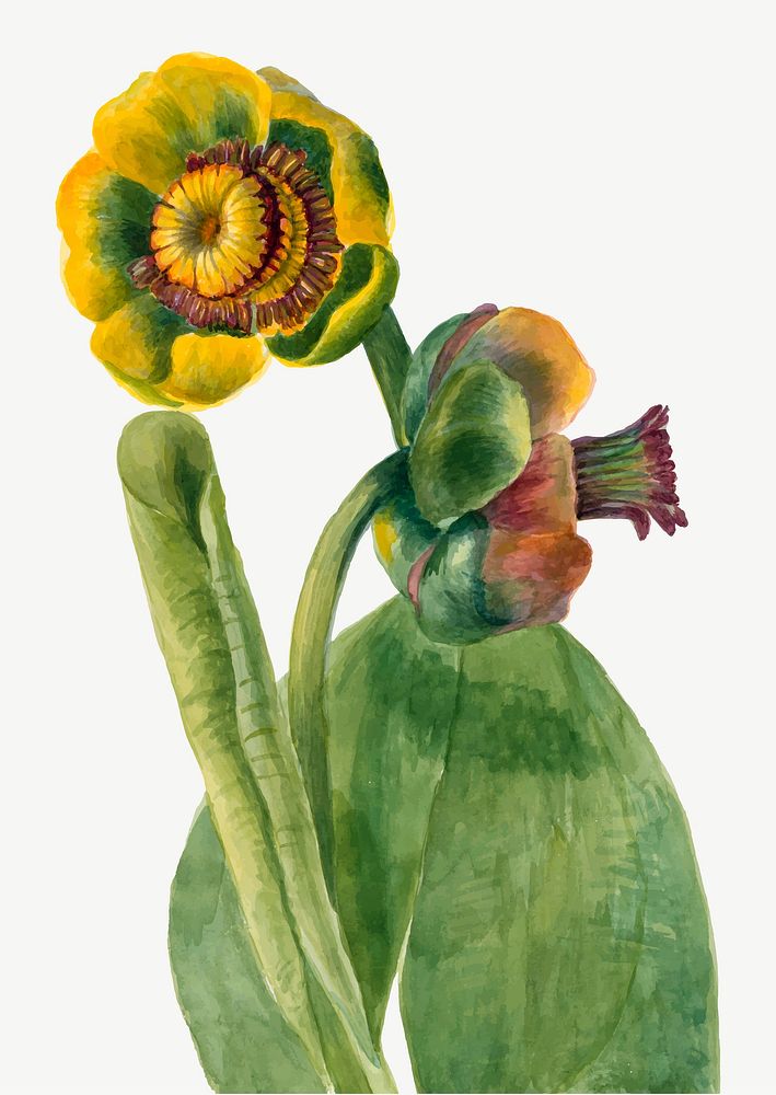 Blooming Nuphar lutea vector hand drawn floral illustration, remixed from the artworks by Mary Vaux Walcott