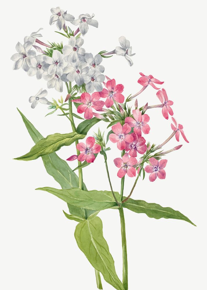 Perennial Phlox vector spring flower botanical vintage illustration, remixed from the artworks by Mary Vaux Walcott