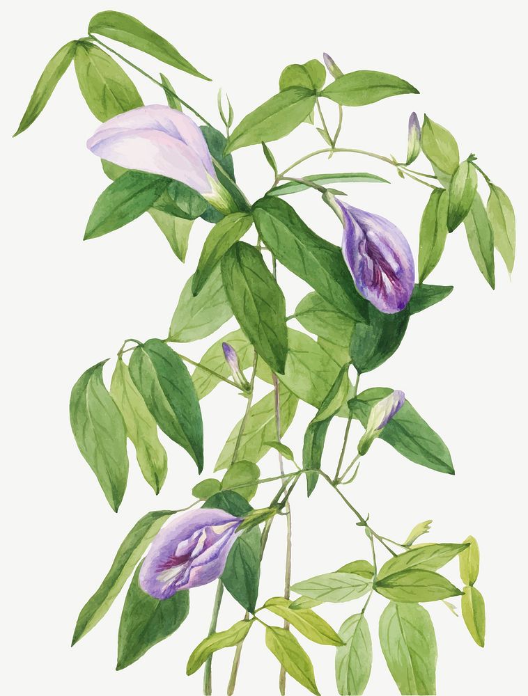 Vintage butterfly pea flower vector illustration floral drawing, remixed from the artworks by Mary Vaux Walcott