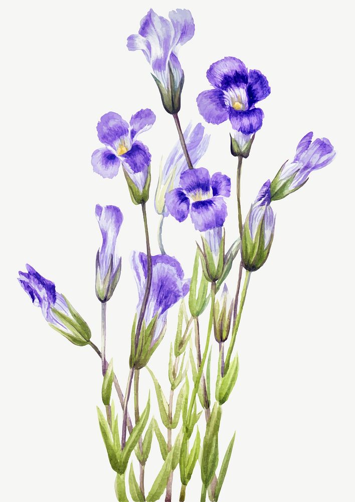 Blooming fringed gentian vector hand drawn floral illustration, remixed from the artworks by Mary Vaux Walcott