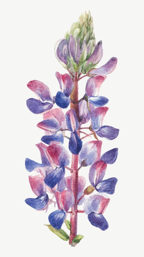 Vintage lupine flower vector illustration floral drawing, remixed from the artworks by Mary Vaux Walcott