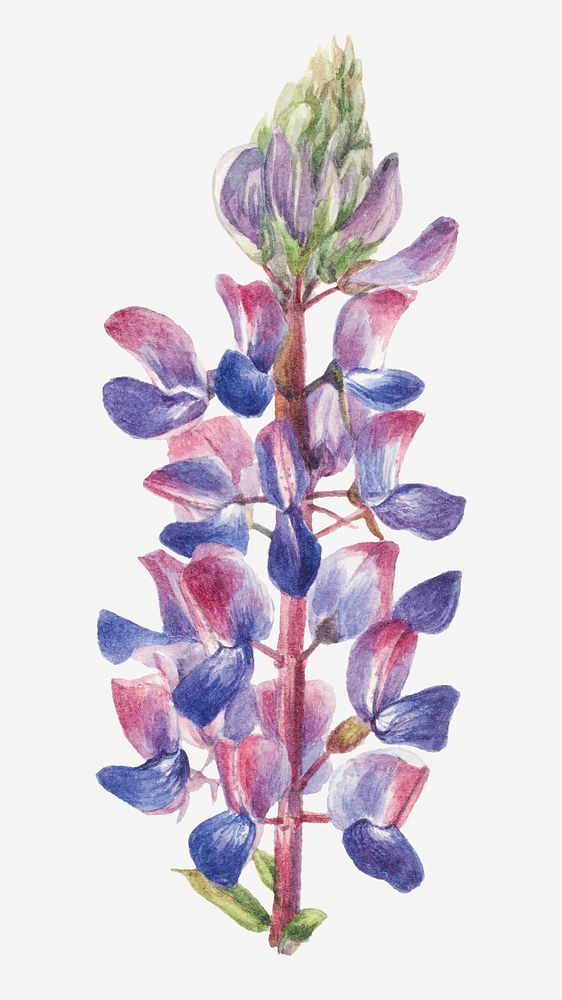 Vintage lupine flower illustration floral drawing, remixed from the artworks by Mary Vaux Walcott