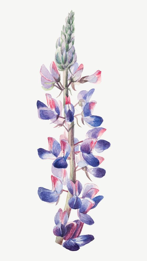 Vintage lupine flower vector illustration floral drawing, remixed from the artworks by Mary Vaux Walcott