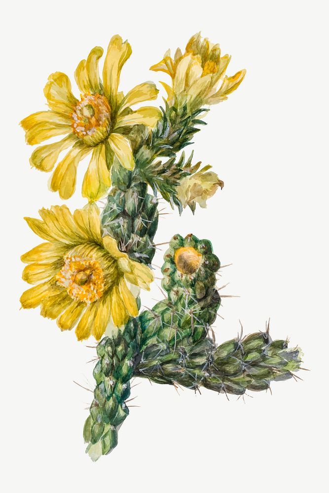 Vintage whipple cholla flower vector illustration floral drawing, remixed from the artworks by Mary Vaux Walcott