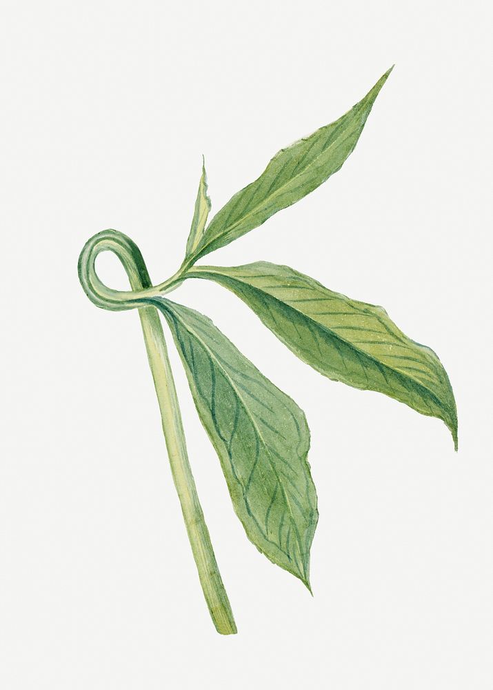 Vintage greendragon leaves psd illustration botanical drawing