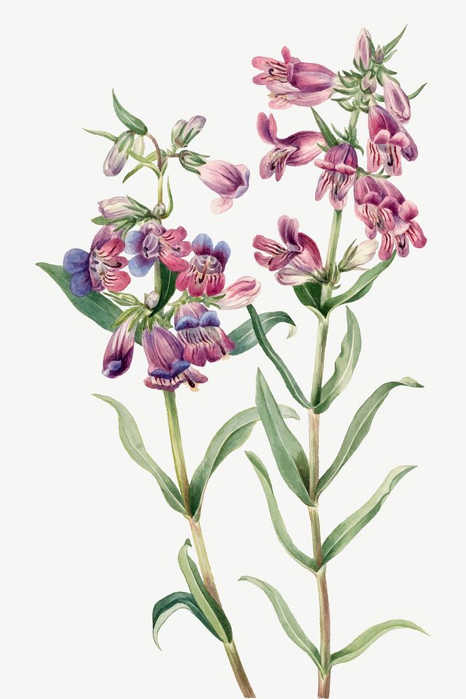 Blooming Prairie pentstemon vector hand drawn floral illustration, remixed from the artworks by Mary Vaux Walcott