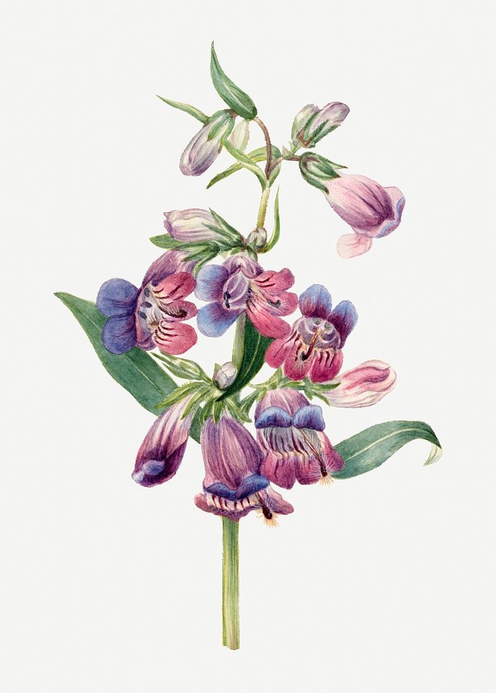 Prairie pentstemon psd summer flower botanical vintage illustration