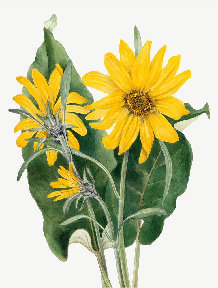 Vintage balsamroot vector botanical illustration watercolor, remixed from the artworks by Mary Vaux Walcott