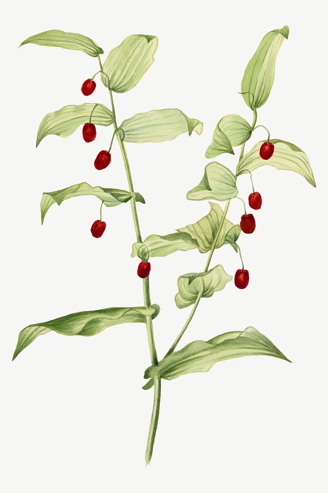 Red clasping twisted stalk vector botanical illustration watercolor, remixed from the artworks by Mary Vaux Walcott