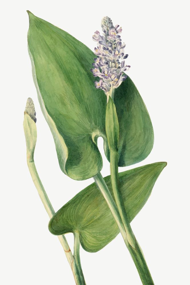 Hand drawn pickerelweed vector floral illustration, remixed from the artworks by Mary Vaux Walcott