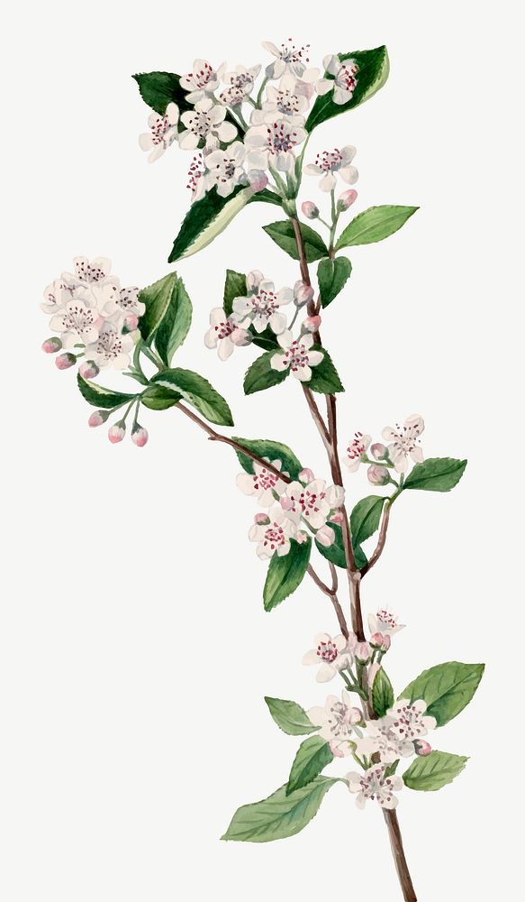 Vintage red chokeberry vector blooming illustration, remixed from the artworks by Mary Vaux Walcott