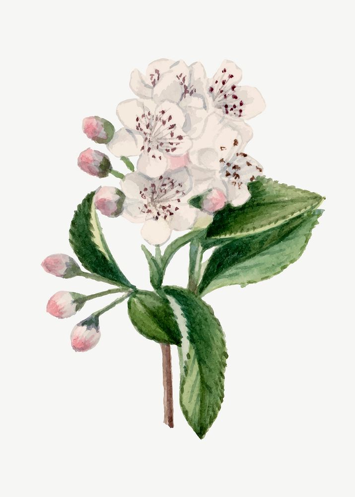 Vintage red chokeberry vector blooming illustration, remixed from the artworks by Mary Vaux Walcott