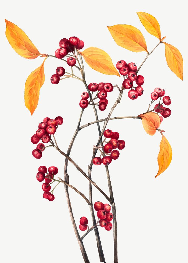 Red chokeberry vector botanical vintage illustration, remixed from the artworks by Mary Vaux Walcott