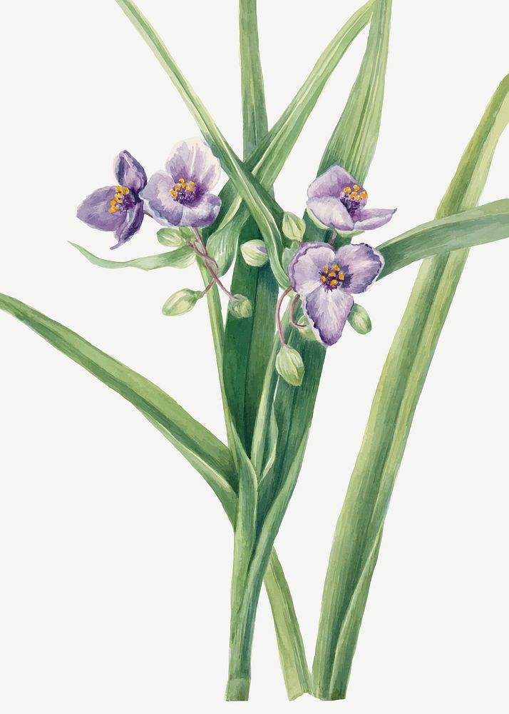 Virginia spiderwort flower vector botanical illustration, remixed from the artworks by Mary Vaux Walcott
