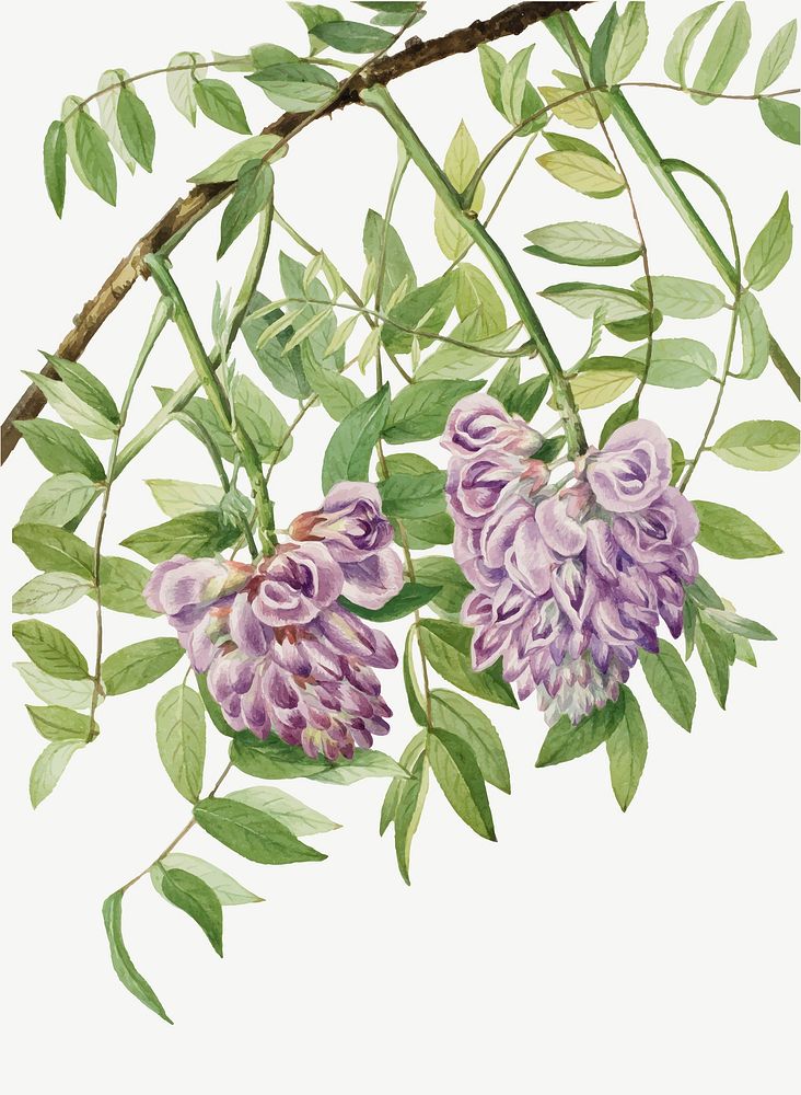 Purple american wisteria flower vector botanical illustration watercolor, remixed from the artworks by Mary Vaux Walcott