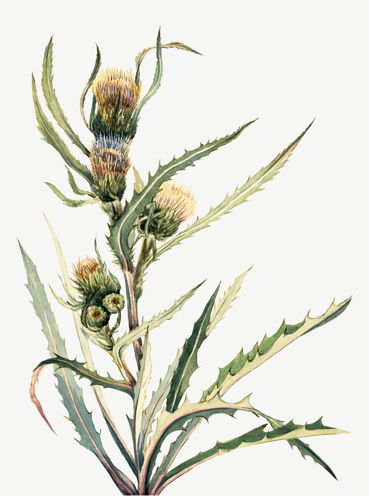 Vintage White Thistle vector, remixed from the artworks by Mary Vaux Walcott