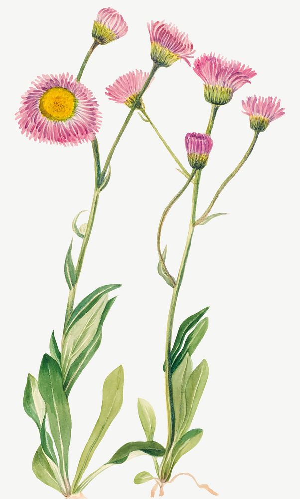 Meadow fleabane vector botanical illustration watercolor, remixed from the artworks by Mary Vaux Walcott