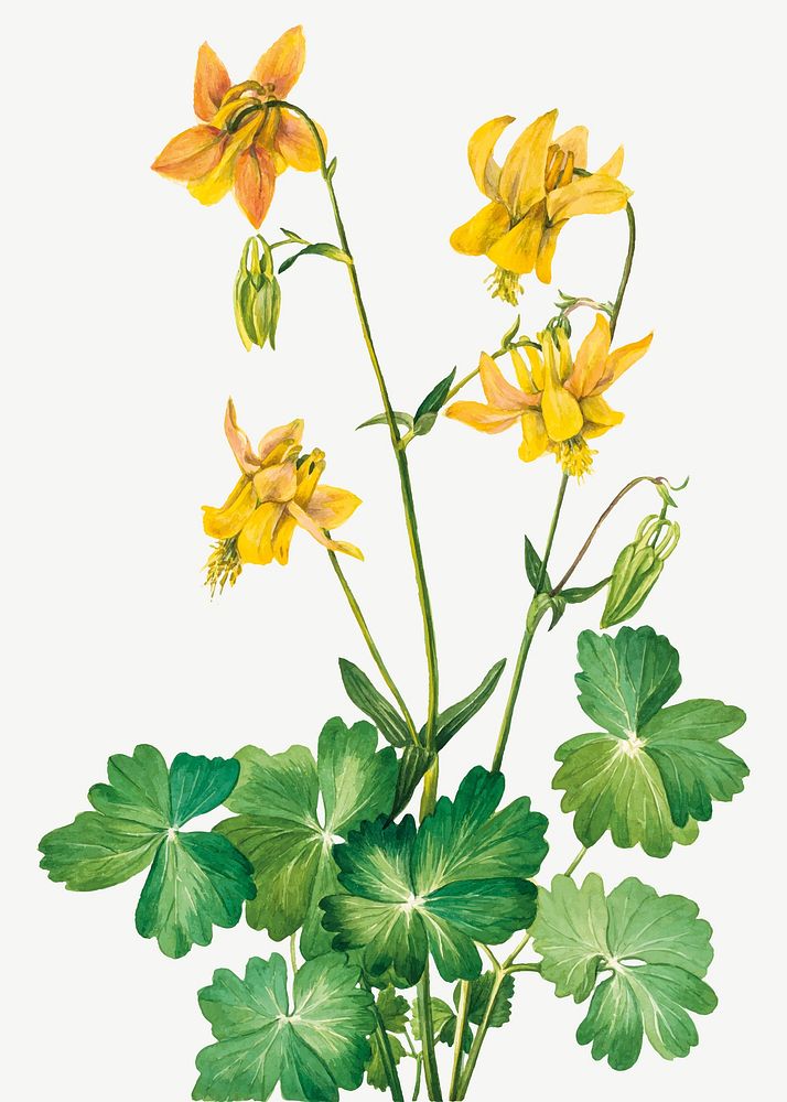 Lemon columbine vector botanical illustration watercolor, remixed from the artworks by Mary Vaux Walcott