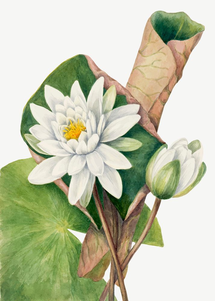 White american waterlily flower vector vintage botanical illustration, remixed from the artworks by Mary Vaux Walcott