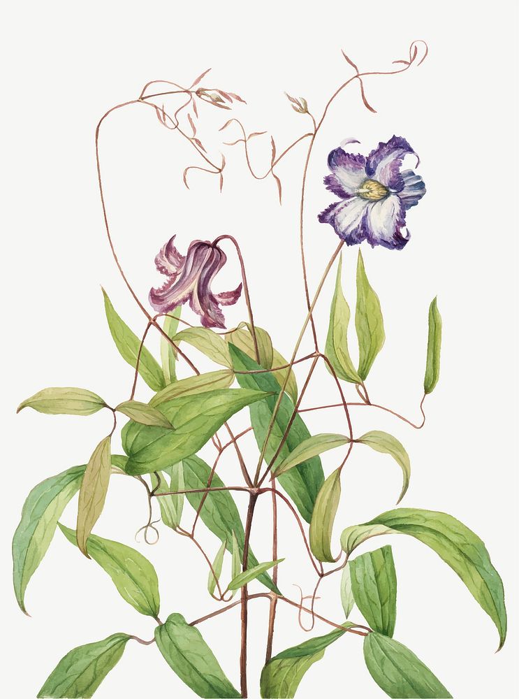 Curly clematis vector botanical illustration watercolor, remixed from the artworks by Mary Vaux Walcott
