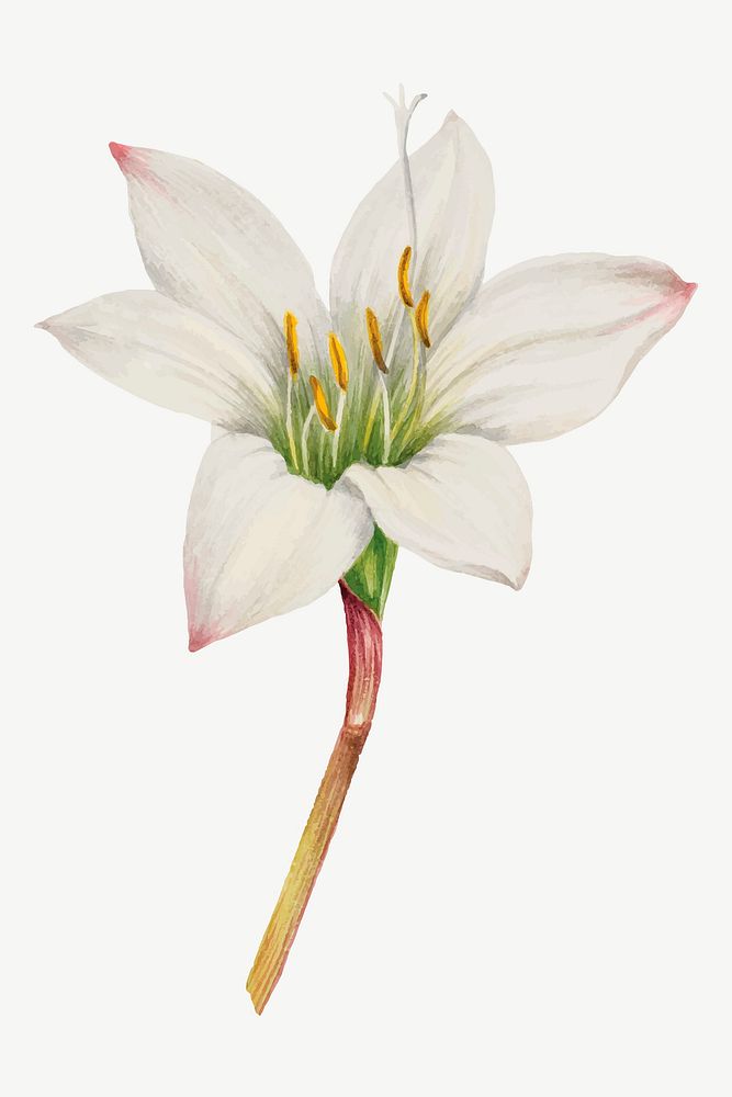 Atamasco Lily vector botanical illustration watercolor, remixed from the artworks by Mary Vaux Walcott