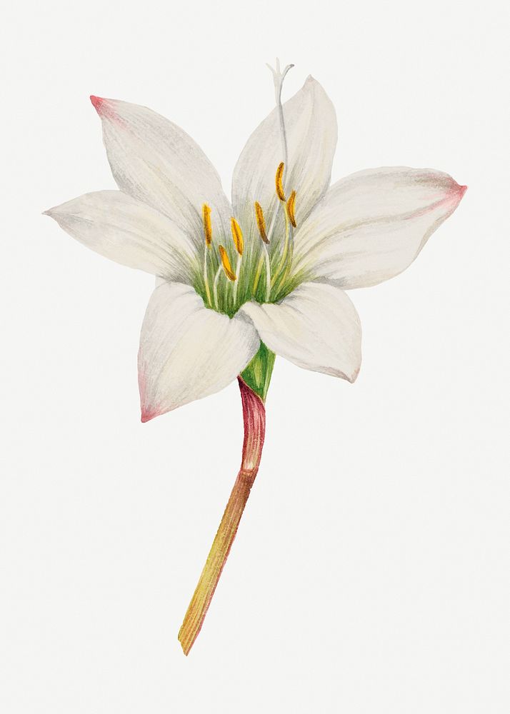 Atamasco Lily botanical illustration watercolor, remixed from the artworks by Mary Vaux Walcott