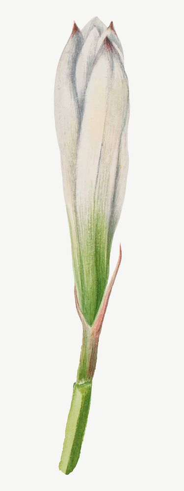 White tamasco lily flower bud vector botanical illustration watercolor, remixed from the artworks by Mary Vaux Walcott