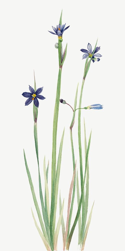 Blue-eyed-grass vector botanical illustration watercolor, remixed from the artworks by Mary Vaux Walcott