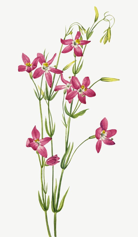 Pink Centaurium flower vector botanical illustration watercolor, remixed from the artworks by Mary Vaux Walcott
