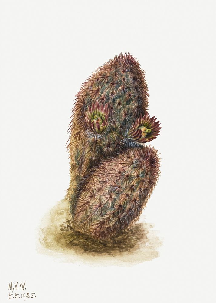 Green strawberry cactus psd botanical illustration watercolor