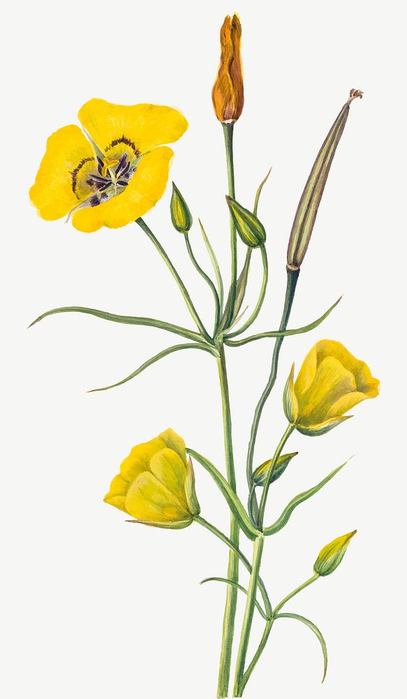 Yellow goldenbowl mariposa vector flower botanical illustration watercolor, remixed from the artworks by Mary Vaux Walcott