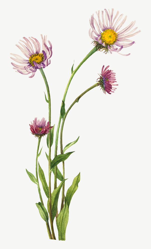 Alaska fleabane vector botanical illustration watercolor, remixed from the artworks by Mary Vaux Walcott