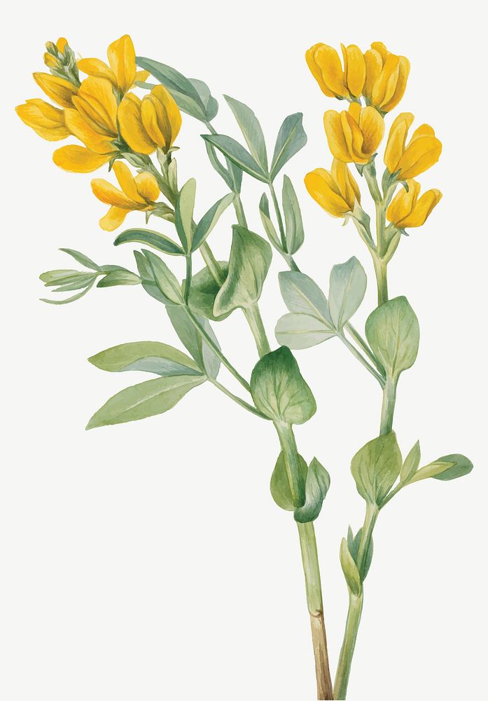 Goldenpea flower vector botanical illustration watercolor, remixed from the artworks by Mary Vaux Walcott