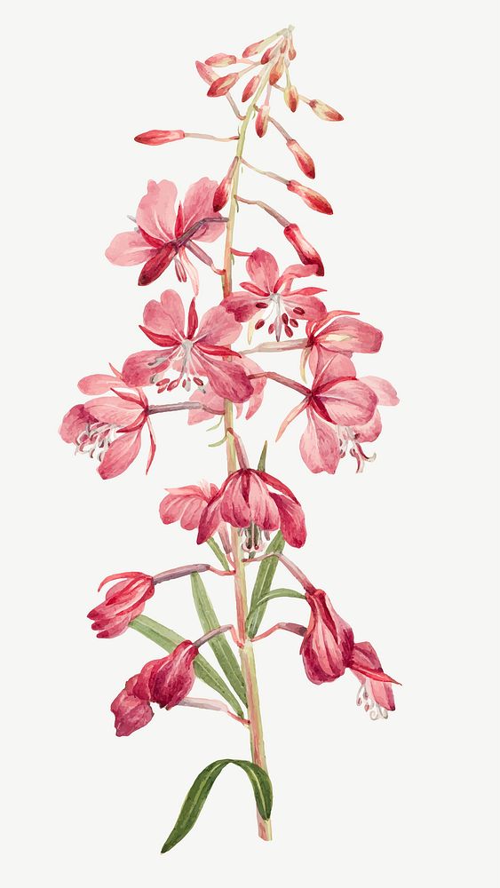 Pink fireweed flower vector botanical illustration watercolor, remixed from the artworks by Mary Vaux Walcott
