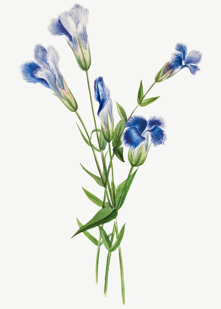 Fringed gentian flower vector botanical illustration watercolor, remixed from the artworks by Mary Vaux Walcott