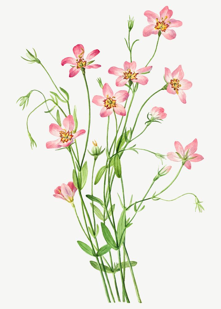Pink saltmarsh rosegentian flower vector botanical illustration watercolor, remixed from the artworks by Mary Vaux Walcott