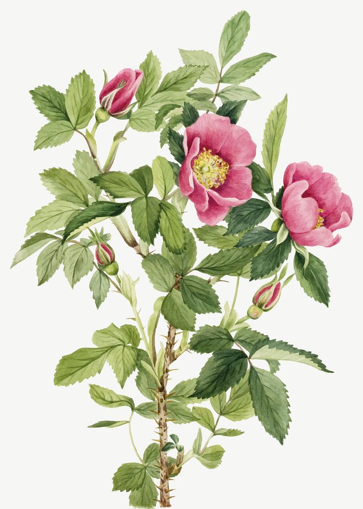 Bourgeau rose vector botanical illustration watercolor, remixed from the artworks by Mary Vaux Walcott