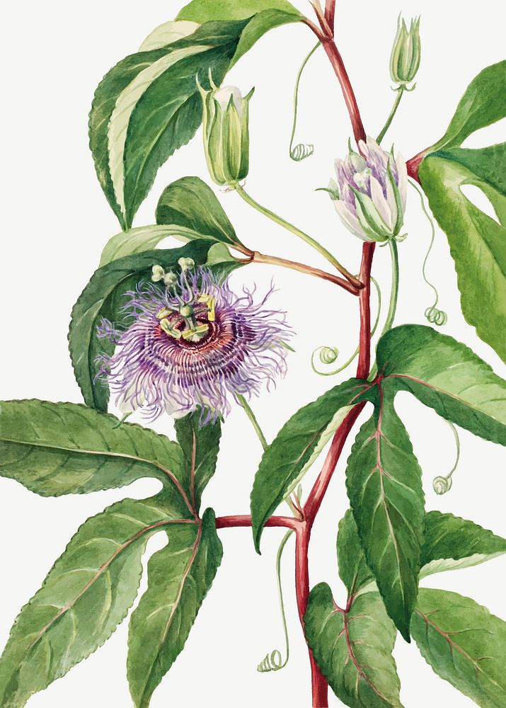 Maypop flower vector botanical illustration watercolor, remixed from the artworks by Mary Vaux Walcott