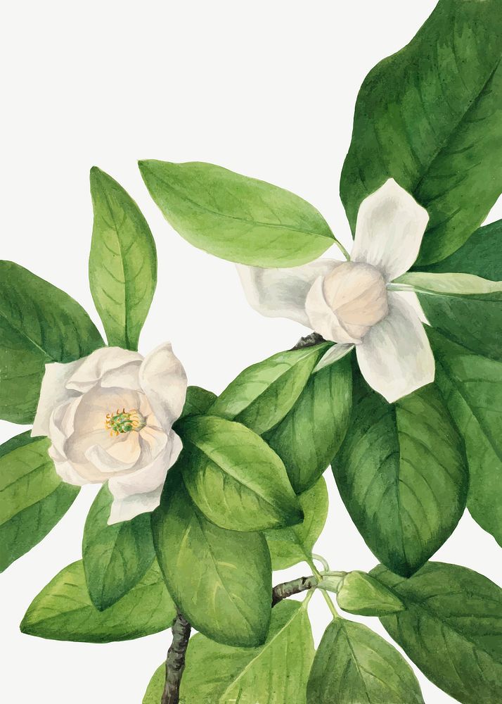White sweetbay flower vector botanical illustration watercolor, remixed from the artworks by Mary Vaux Walcott
