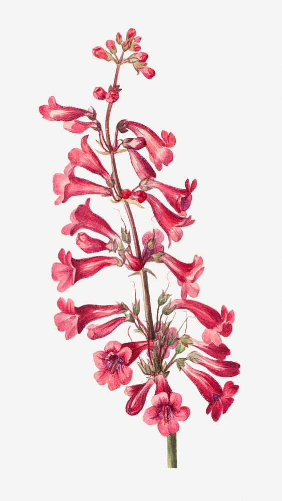 Parry's penstemon flower botanical illustration watercolor, remixed from the artworks by Mary Vaux Walcott