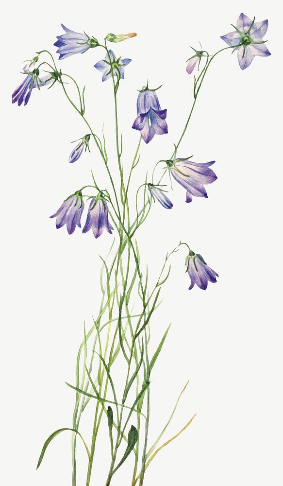Harebell flower vector botanical illustration watercolor, remixed from the artworks by Mary Vaux Walcott