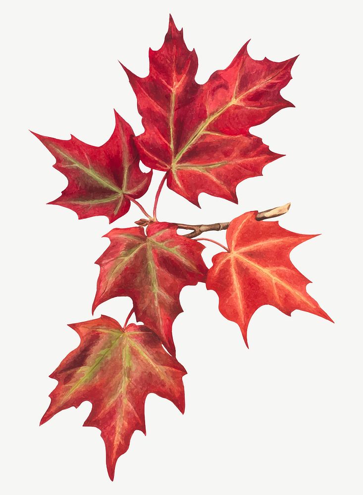 Red autumn leaf vector botanical illustration watercolor, remixed from the artworks by Mary Vaux Walcott