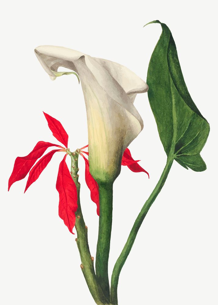 Calla lily leaf vector botanical illustration watercolor, remixed from the artworks by Mary Vaux Walcott