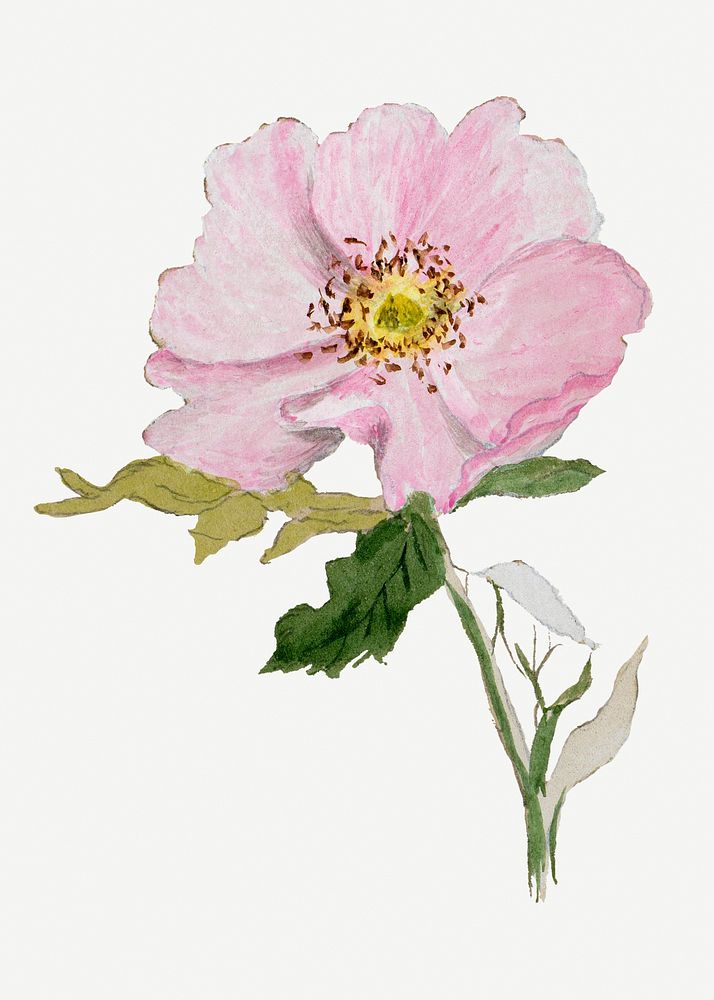 Pink flower psd botanical illustration watercolor